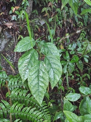 Neoshirakia japonica