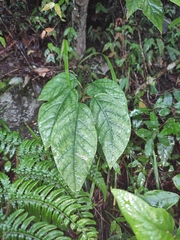 Neoshirakia japonica