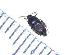 Ptomaphagus
