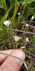 Dichodon cerastoides