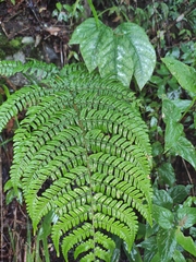 Dryopteris fuscipes