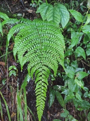 Dryopteris fuscipes
