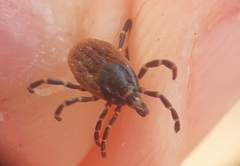Hyalomma aegyptium