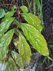 Lindera glauca