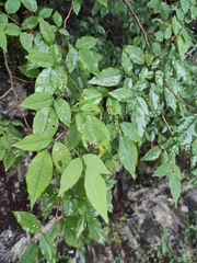 Lespedeza buergeri
