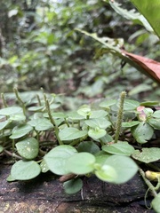 Peperomia serpens
