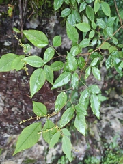 Lespedeza buergeri