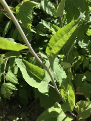 Chlorocrambe hastata