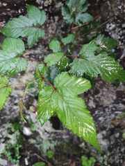 Rubus trianthus