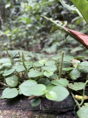 Peperomia serpens