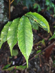 Prunus spinulosa