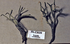Xylaria fissilis