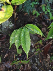 Prunus spinulosa
