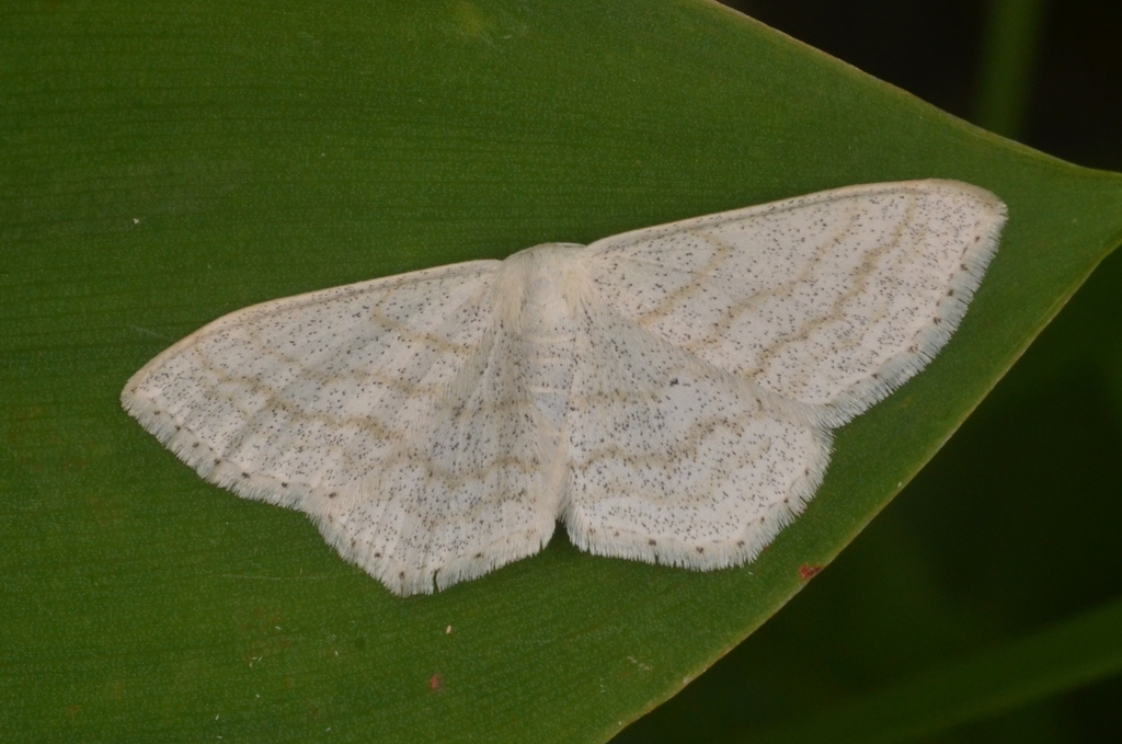 Scopula umbelaria