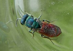 Pseudochrysis neglecta