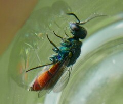 Pseudochrysis neglecta