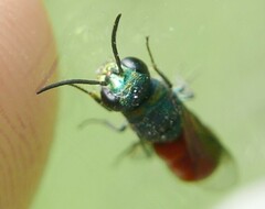 Pseudochrysis neglecta
