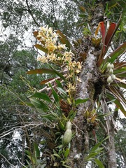 Oncidium gloriosum