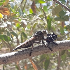 Promachus latitarsatus