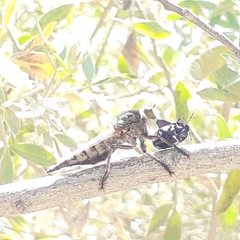 Promachus latitarsatus