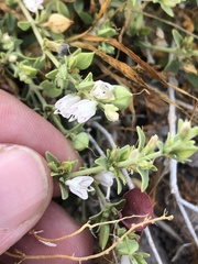 Carlowrightia texana