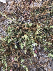 Carlowrightia texana