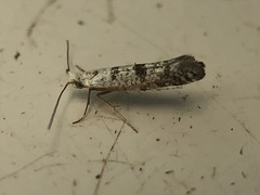 Argyresthia thuiella