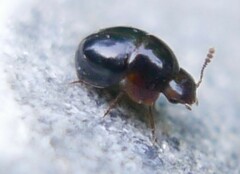 Agathidium nigrinum