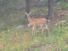 Odocoileus virginianus virginianus