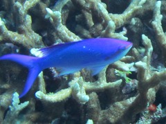 Mirolabrichthys pascalus