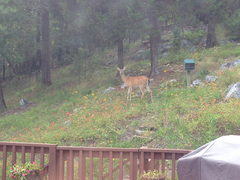 Odocoileus virginianus virginianus