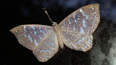 Ionotus alector
