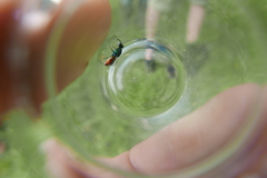 Pseudochrysis neglecta