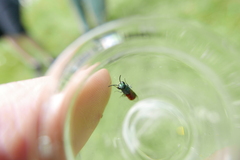 Pseudochrysis neglecta