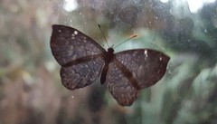 Ionotus alector