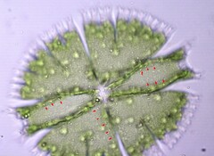 Micrasterias compereana
