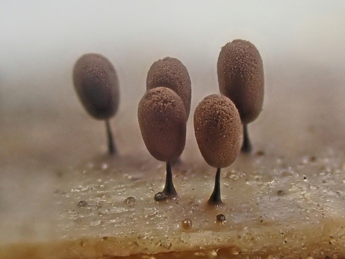 Representative image of Comatricha laxa