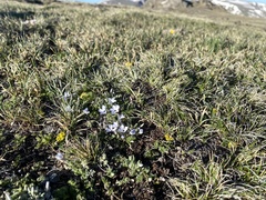 Phlox condensata