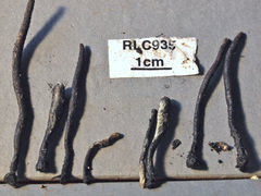 Xylaria schweinitzii