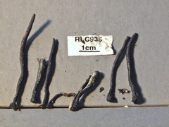 Xylaria schweinitzii