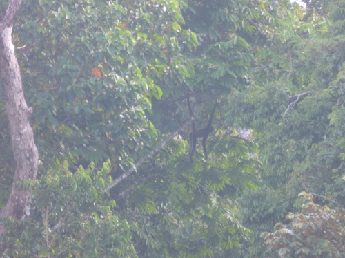 Ateles hybridus