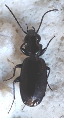 Carabidae