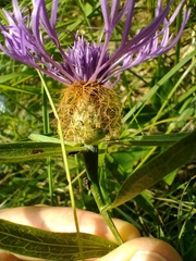 Centaurea rhaetica