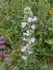 Echium italicum