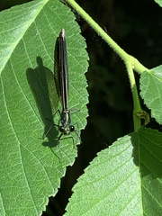Calopteryx maculata