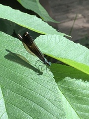 Calopteryx maculata