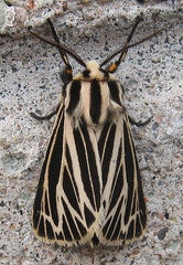 Apantesis virguncula