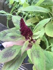 Amaranthus caudatus