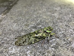 Tanna infuscata
