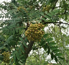 Sorbus aucuparia